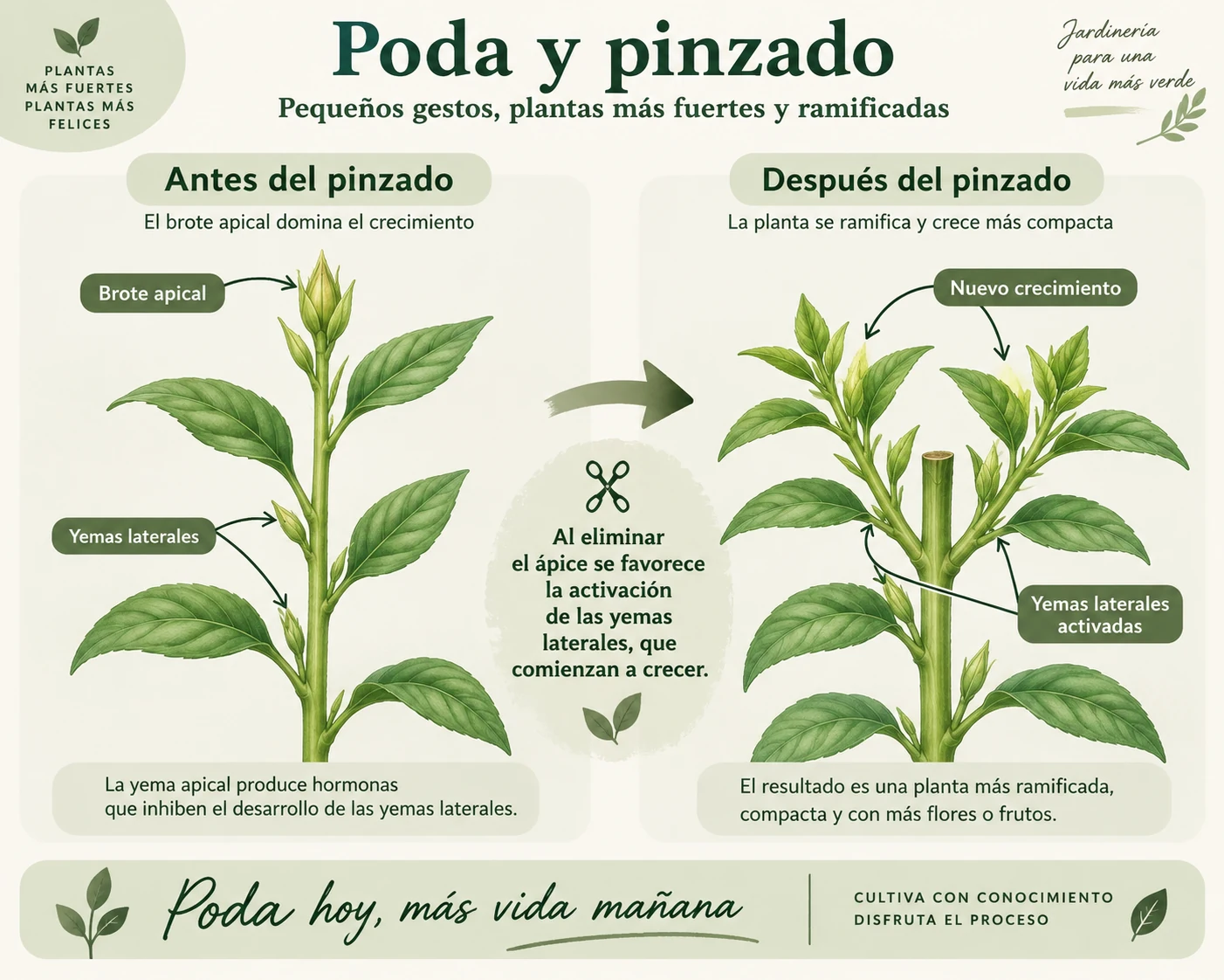 Esquema botánico sobre poda, brotación y ramificación