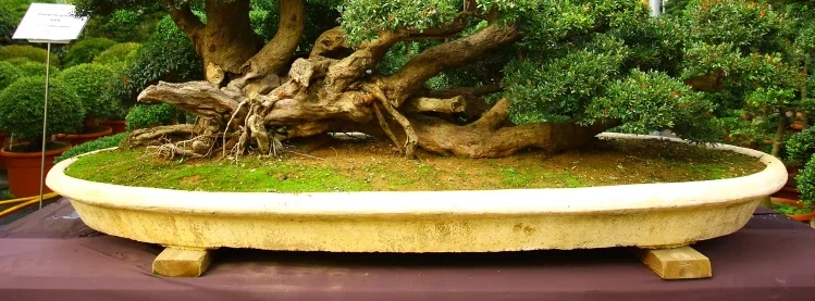 Detalle de una maceta baja de bonsái con poco volumen de sustrato