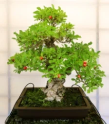 Bonsái cultivado en un entorno exterior con luz natural