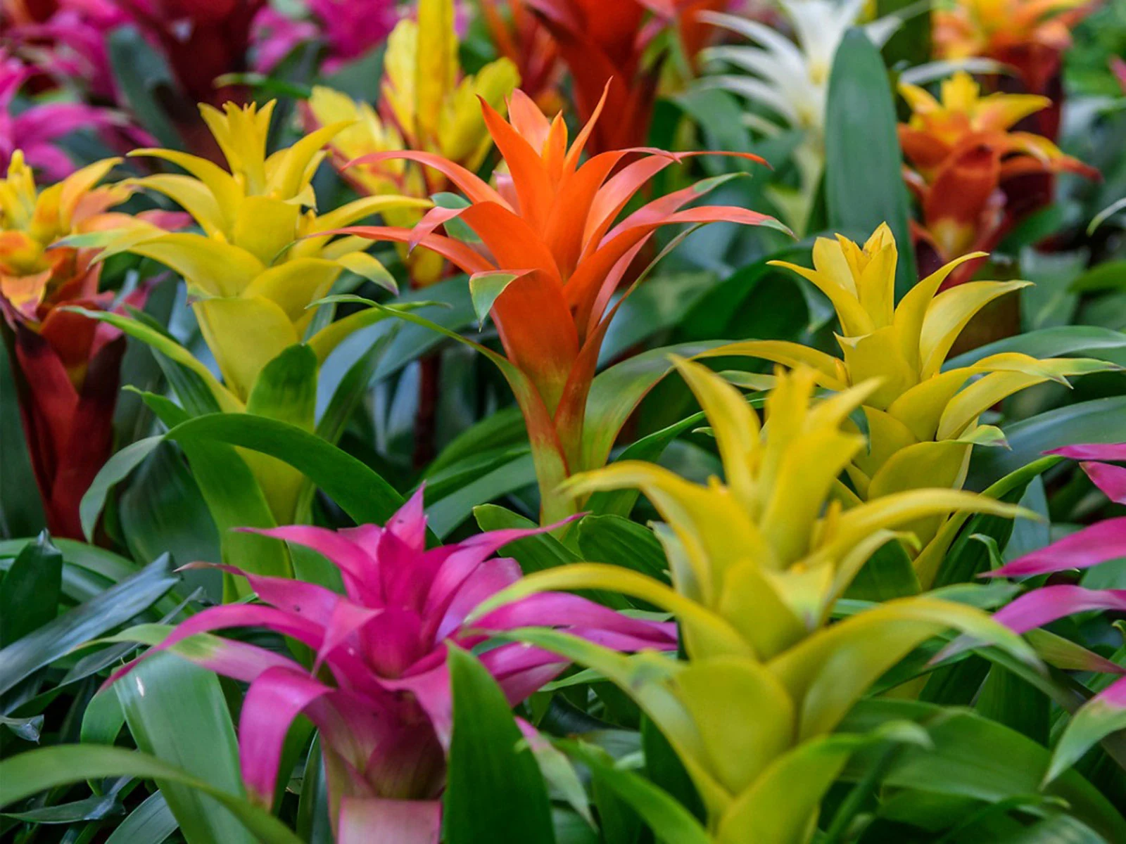 Bromelias de distintos colores