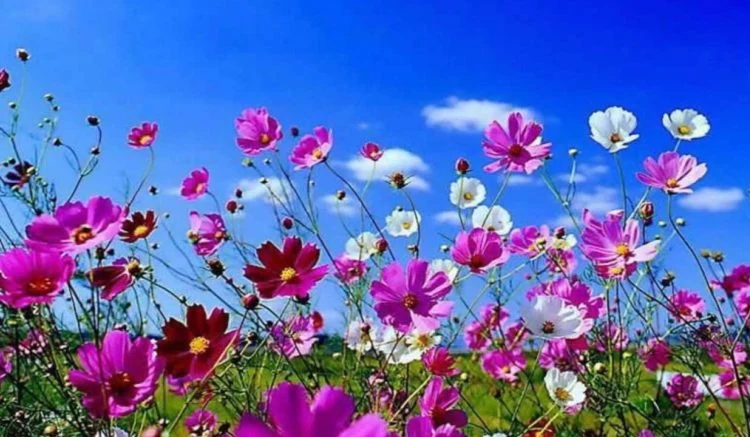 Flores y vegetación