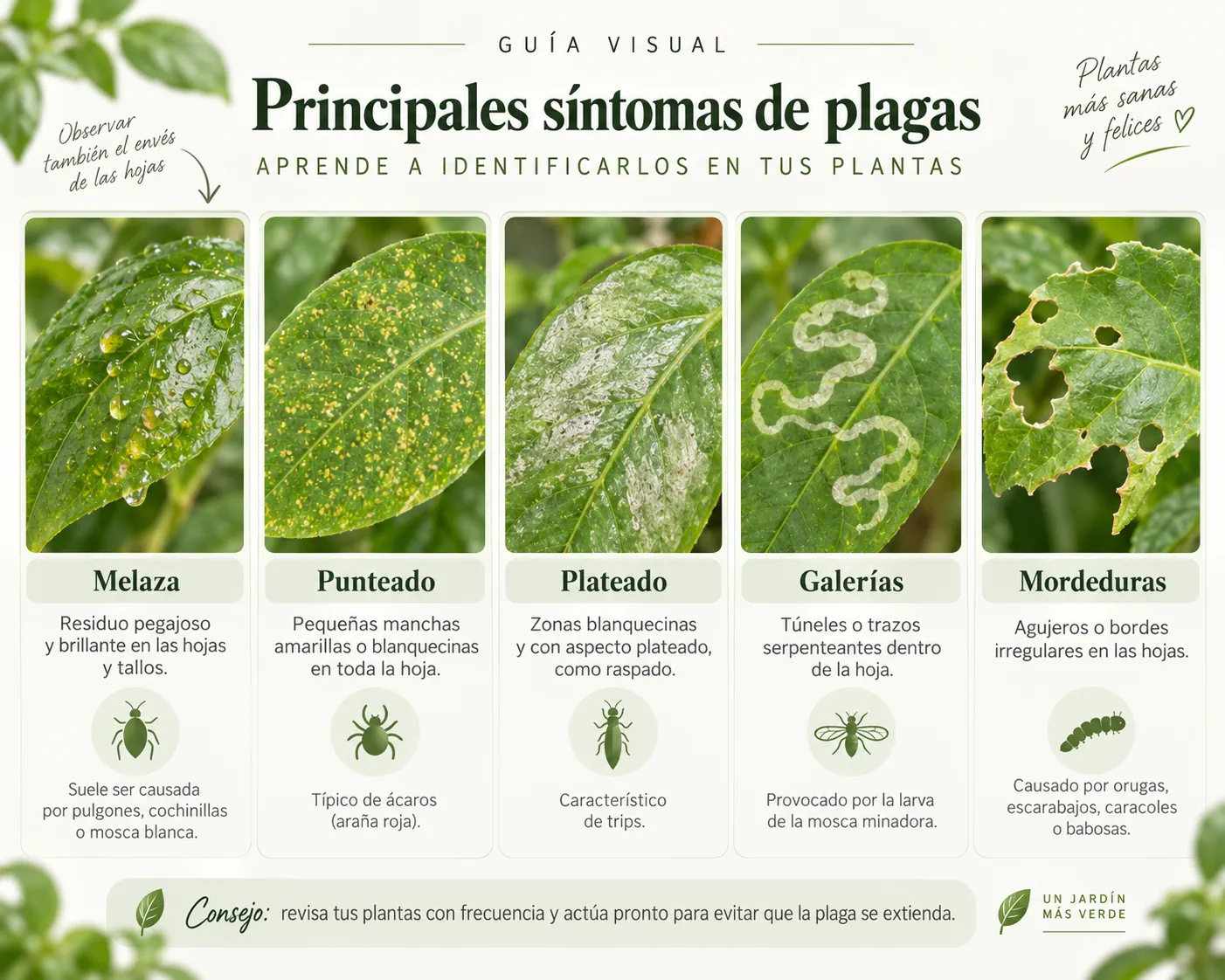 Comparación visual de síntomas habituales causados por diferentes plagas en plantas