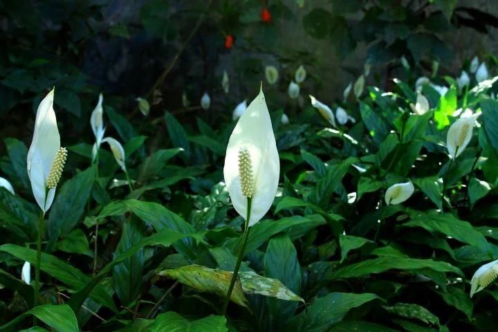 Lirio de la paz