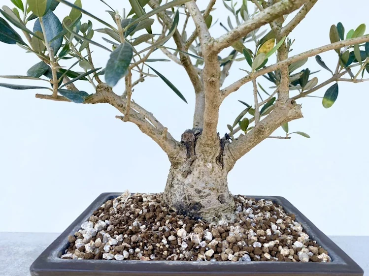 Olivo cultivado en maceta de bonsái