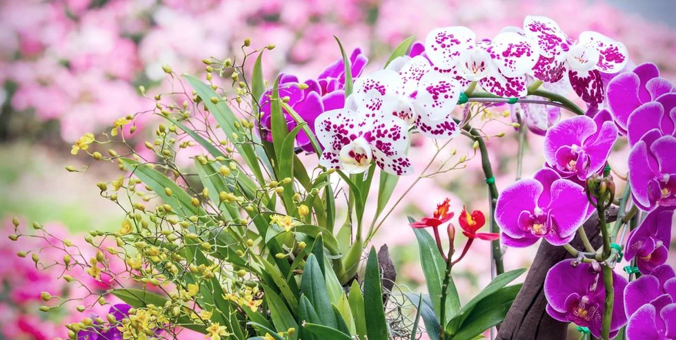 Orquídeas en flor