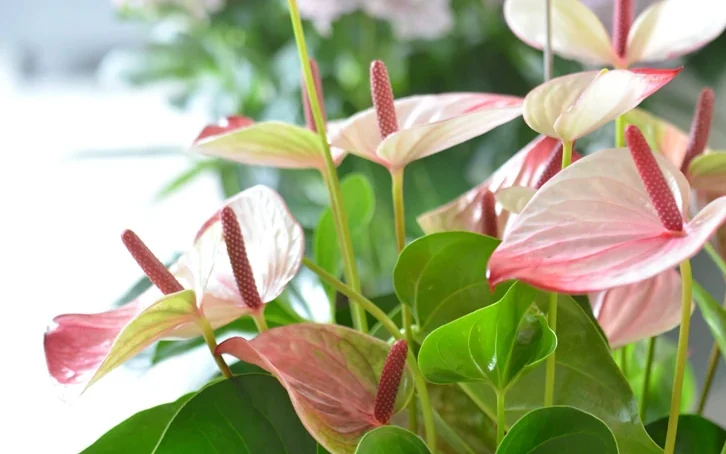 Detalle de espatas rosadas y espádices de Anthurium