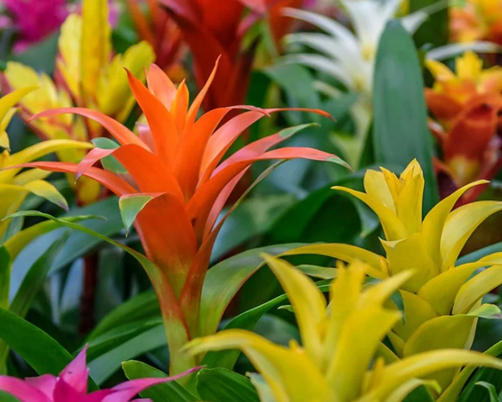 Detalle de las brácteas de colores de varias bromelias