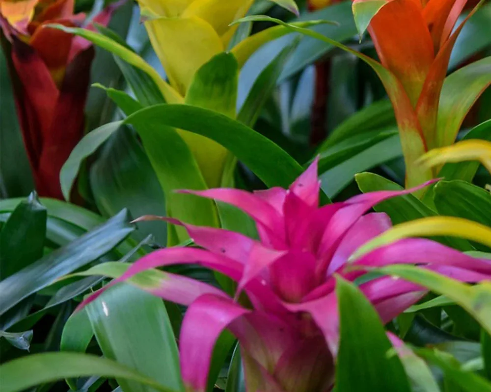Detalle de la roseta central de una bromelia