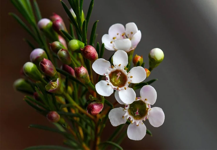 Chamelaucium