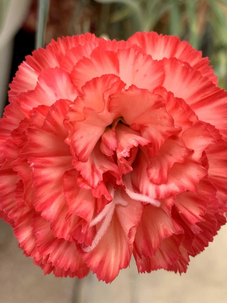 Detalle de los pétalos rizados de un clavel rojo coral