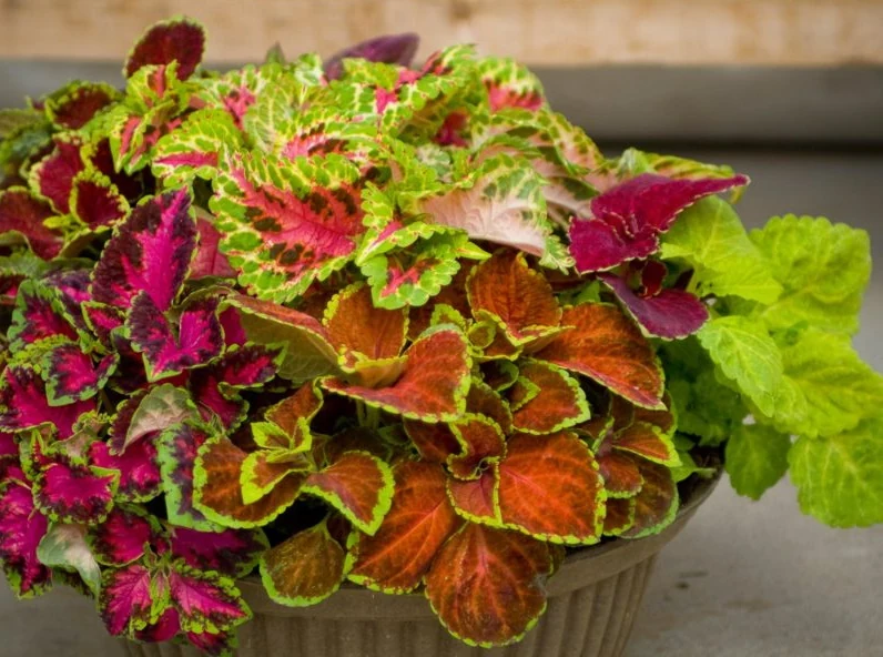 Cóleo cultivado en maceta con distintos colores de follaje
