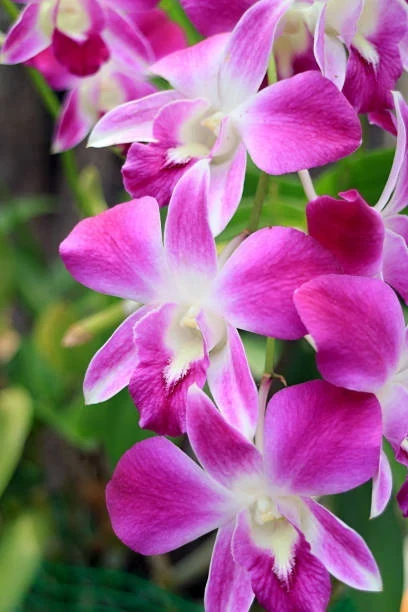 Dendrobium con cañas verticales y flores claras