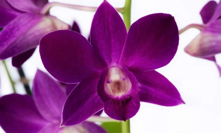 Orquídea Dendrobium con numerosas flores sobre cañas
