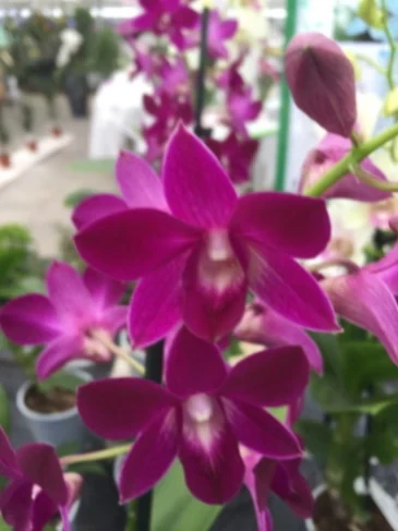 Dendrobium híbrido comercial Sa-nook en flor