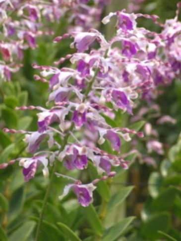 Dendrobium del grupo Spatulata con pétalos alargados y retorcidos