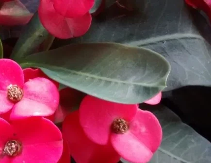 Detalle de hojas verdes y brácteas rosadas de Euphorbia milii