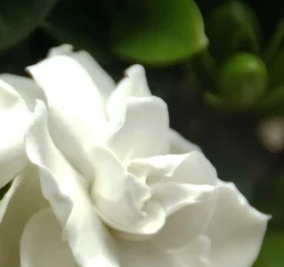 Hojas verdes y botones florales de gardenia