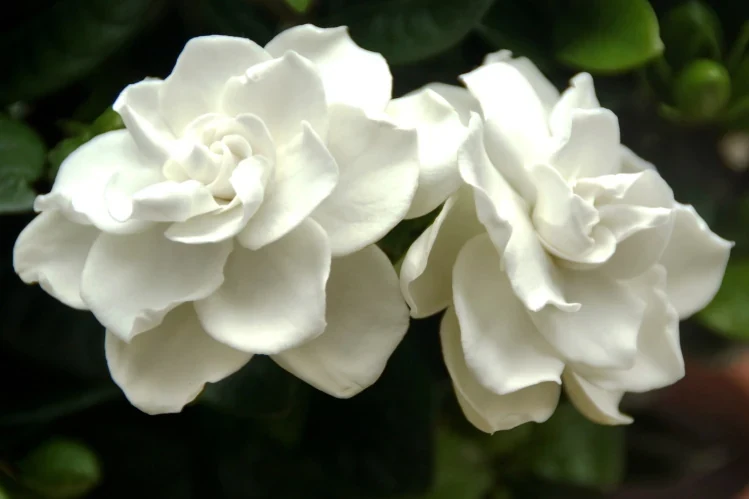 Flores blancas de gardenia sobre hojas verdes oscuras
