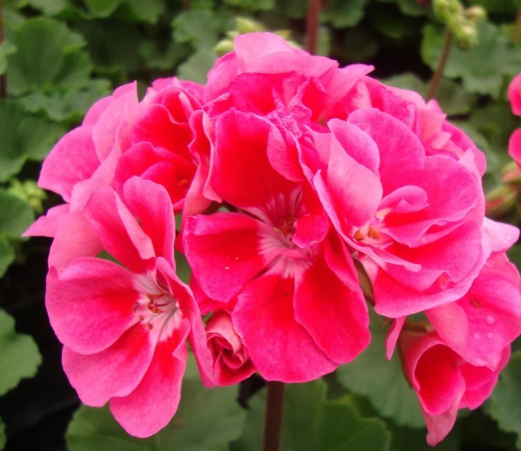 Inflorescencia rosa de un geranio zonal