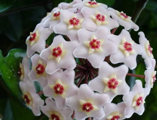 Detalle de una umbela de flores estrelladas de Hoya carnosa