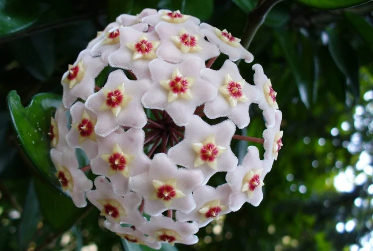 Umbela de flores de Hoya carnosa o flor de cera