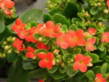 Kalanchoe blossfeldiana de flores anaranjadas