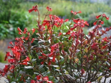 Kalanchoe manginii con flores tubulares rojizas