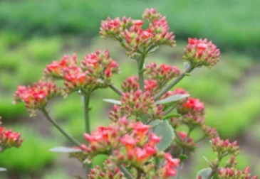 Inflorescencias rosadas de Kalanchoe pinnata