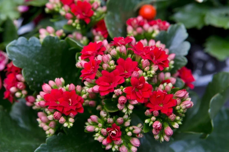 Kalanchoe en flor con numerosos botones y flores rojas