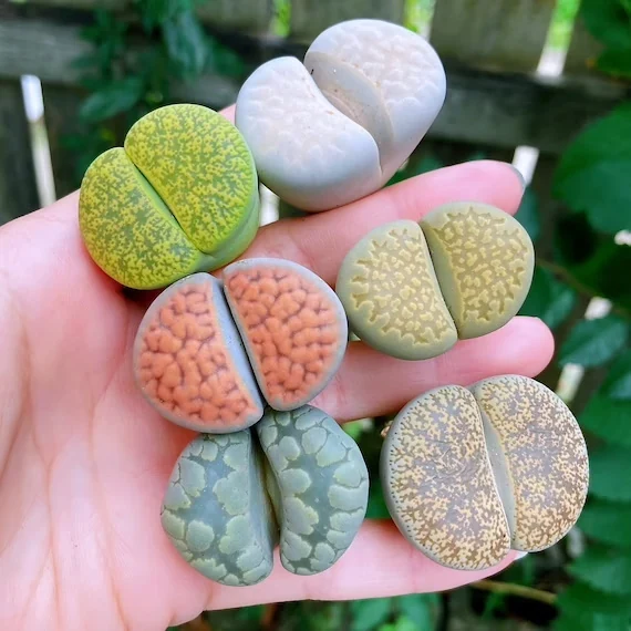 Varios Lithops de colores y patrones distintos sostenidos en una mano
