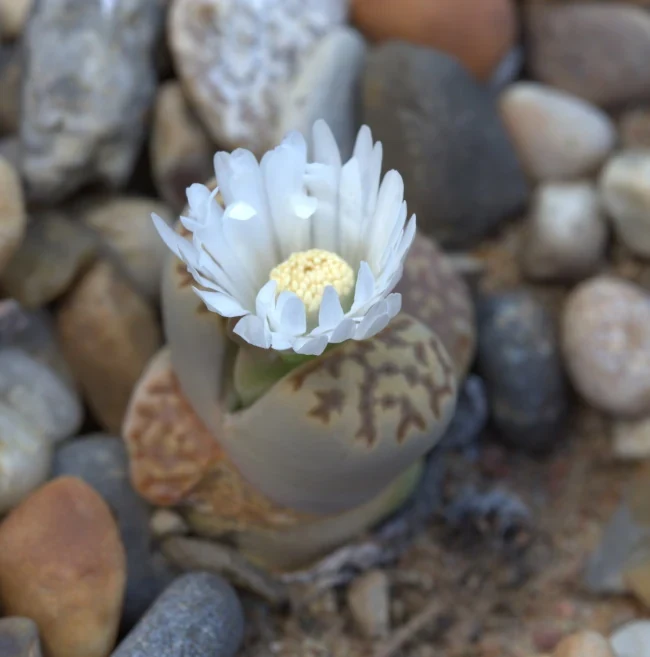 Lithops julii con flor blanca