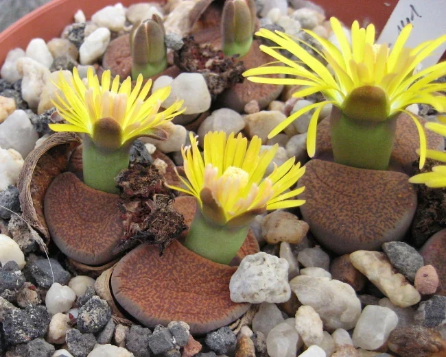 Lithops lesliei con flores amarillas