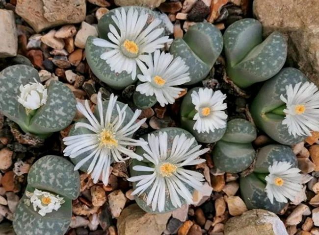 Grupo de Lithops marmorata con flores blancas