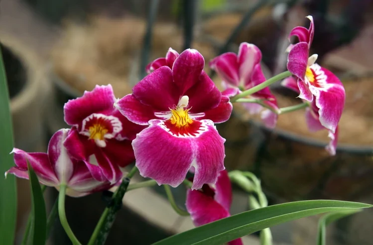 Orquídea del grupo Miltonia con flores rosadas y labelo contrastado