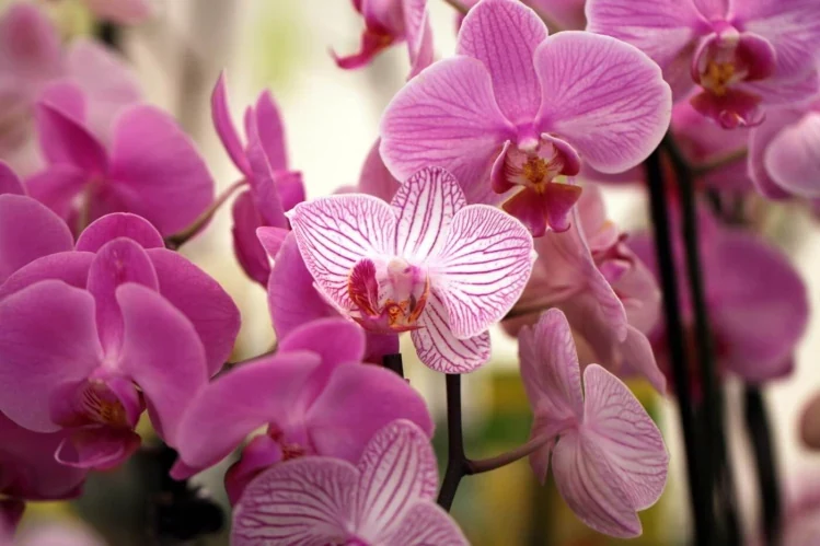 Phalaenopsis rosas y blancas en plena floración