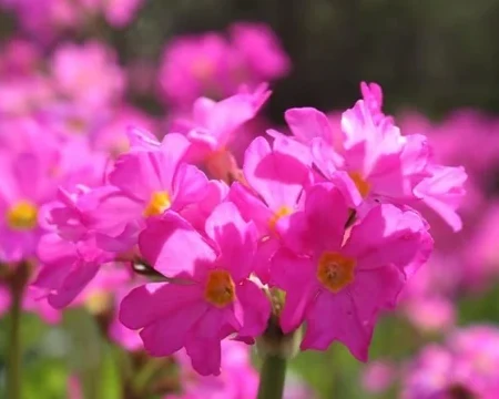 Detalle de las flores rosas de Primula rosea