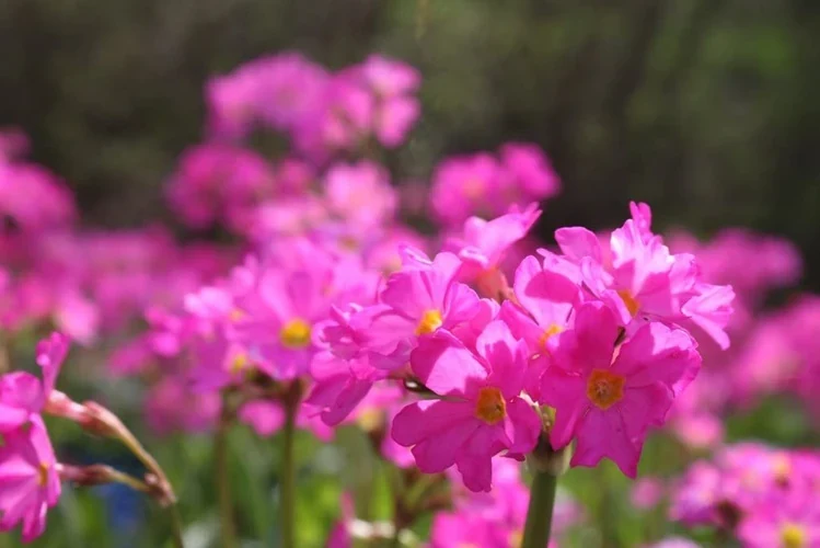 Flores rosas de Primula rosea con centros amarillos