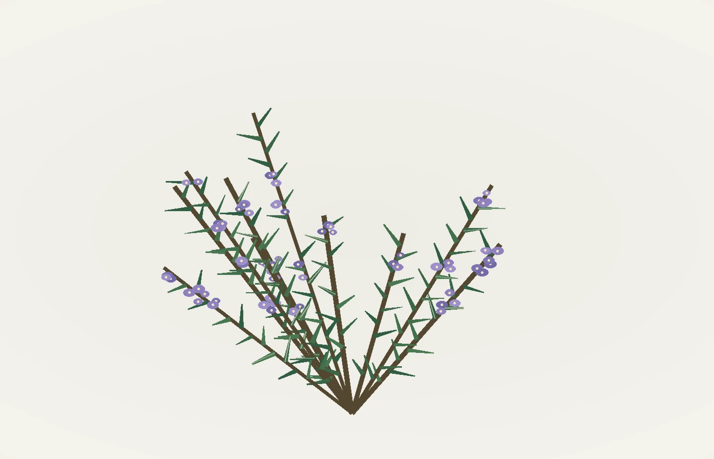 Ilustración botánica de ramas de romero con hojas estrechas y flores violetas