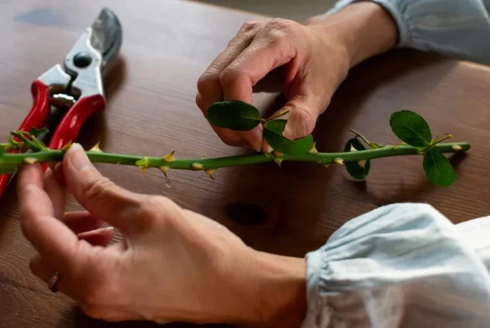 Preparación de un esqueje de rosal con tijeras de poda