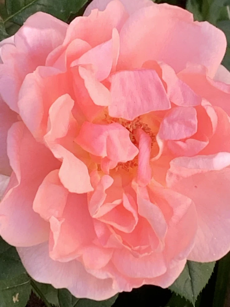 Rosa de pétalos rosados completamente abierta