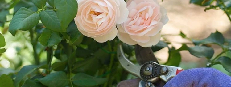 Poda de una rosa marchita con tijeras de podar