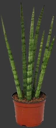 Sansevieria cylindrica con hojas cilíndricas verticales