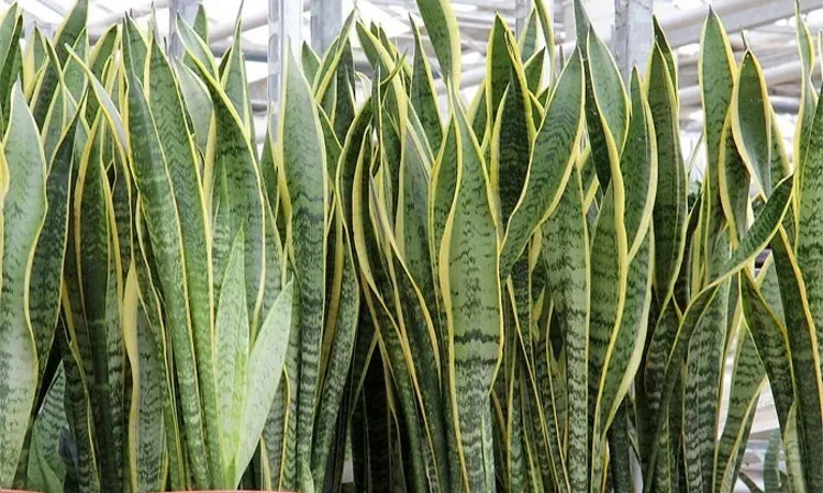 Grupo de sansevierias de hojas verticales verdes y amarillas