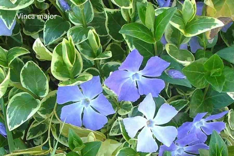 Vinca formando una cubierta vegetal densa sobre el suelo