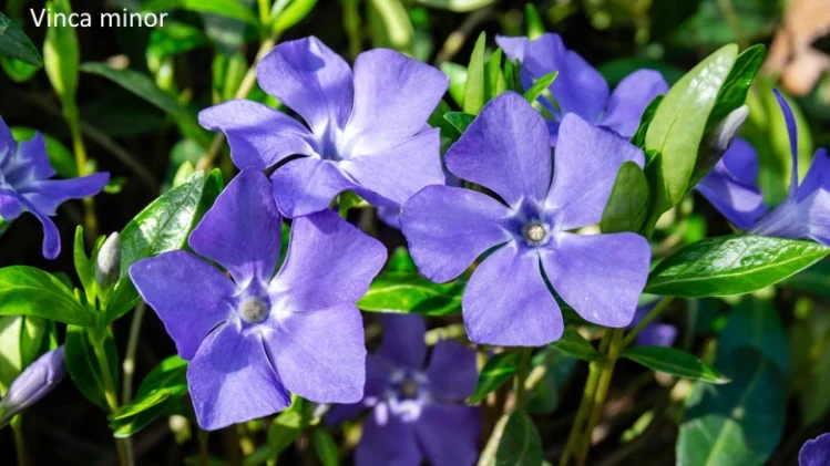 Flores violetas de vinca sobre follaje verde