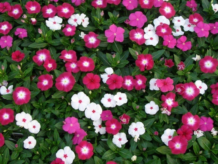 Follaje verde de vinca creciendo entre otras plantas del jardín
