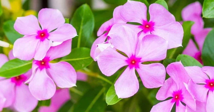 Vinca en flor formando una cubierta vegetal de hojas verdes