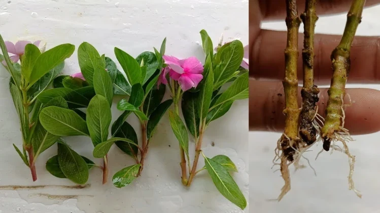 Tallos de vinca utilizados para propagación
