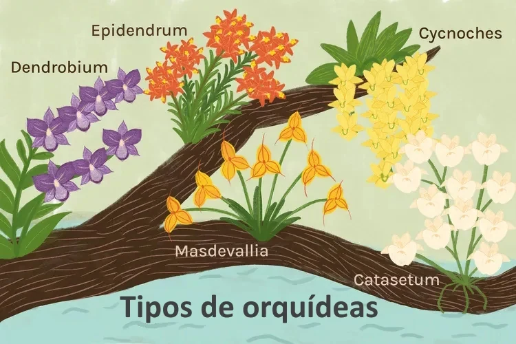 Ilustración con varios tipos de orquídeas y diferentes formas de flor