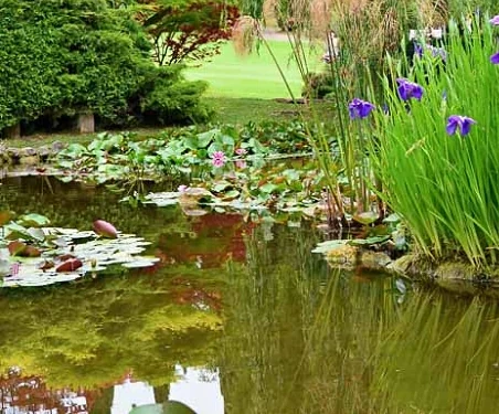 Lámina de agua con hojas flotantes de nenúfar en un estanque